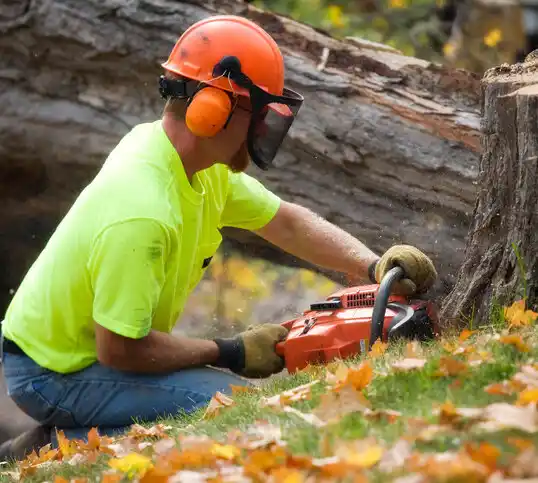 tree services Belville